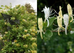 Lonicera japonica halliana / Örökzöld japán lonc